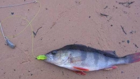 Отводной поводок-мое мнение