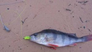 Отводной поводок-мое мнение