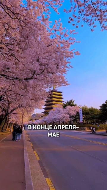 САМЫЙ КРАСИВЫЙ СЕЗОН ЯПОНИИ!