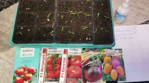 Томаты не взошли пересеиваю заново! Даже очень хорошие семена подводят.