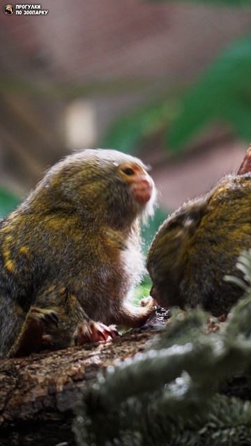 Карликовые игрунки. Ленинградский зоопарк