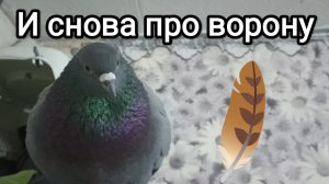 26-03-2026. И снова про ворону.
