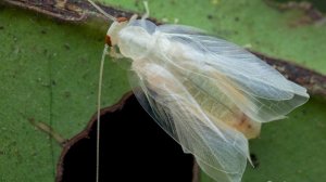Белые летучие тараканы онкологии. 25.03.26.