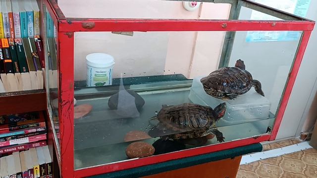 Немного красноухих черепах, анонс