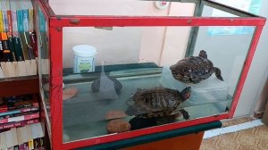 Немного красноухих черепах, анонс