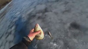 ВОТ ЭТО РЫБАЛКА! ОКУНИ КАБАНЫ ПО ПОСЛЕДНЕМУ ЛЬДУ. ТЫСЯЧИ УТОК. Рыбалка на жерлицы. Зимняя рыбалка