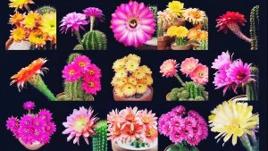 🪷🏵️🌸🌺🌼