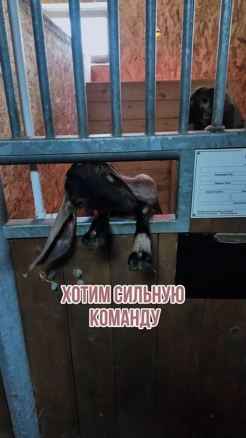 Чего все хотят в бизнесе? Все хотят быстрых решений