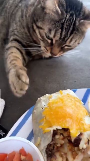 Перехватчики