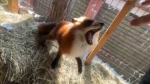 Лиса-Алиса. Лис Игнис и вредная кусающаяся рука