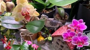 Новые ВЕСЕННИЕ роспуски ОрХиДеЙ 🌸🌿☀️#орхидеи