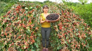 Собирем и фасуем с сестрой шелковицу для продаже на рынке. Фуонг. Жизнь во Вьетнаме