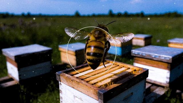 SATOMIC - Кто пчёлок уважает