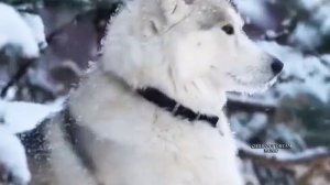 CHILL OUT DREAM MUSIC