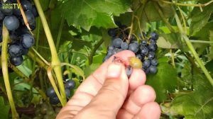🍇ВИНОГРАД который меня всегда выручает в НЕ ВИНОГРАДНЫЙ год
