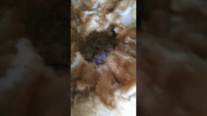 Вкусная домашняя еда