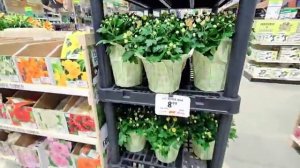 Сельчанка в Америке / ЦЕЛАЯ МАШИНА ВЕЩЕЙ ВЕЗУ НА БЕСПЛАТКУ