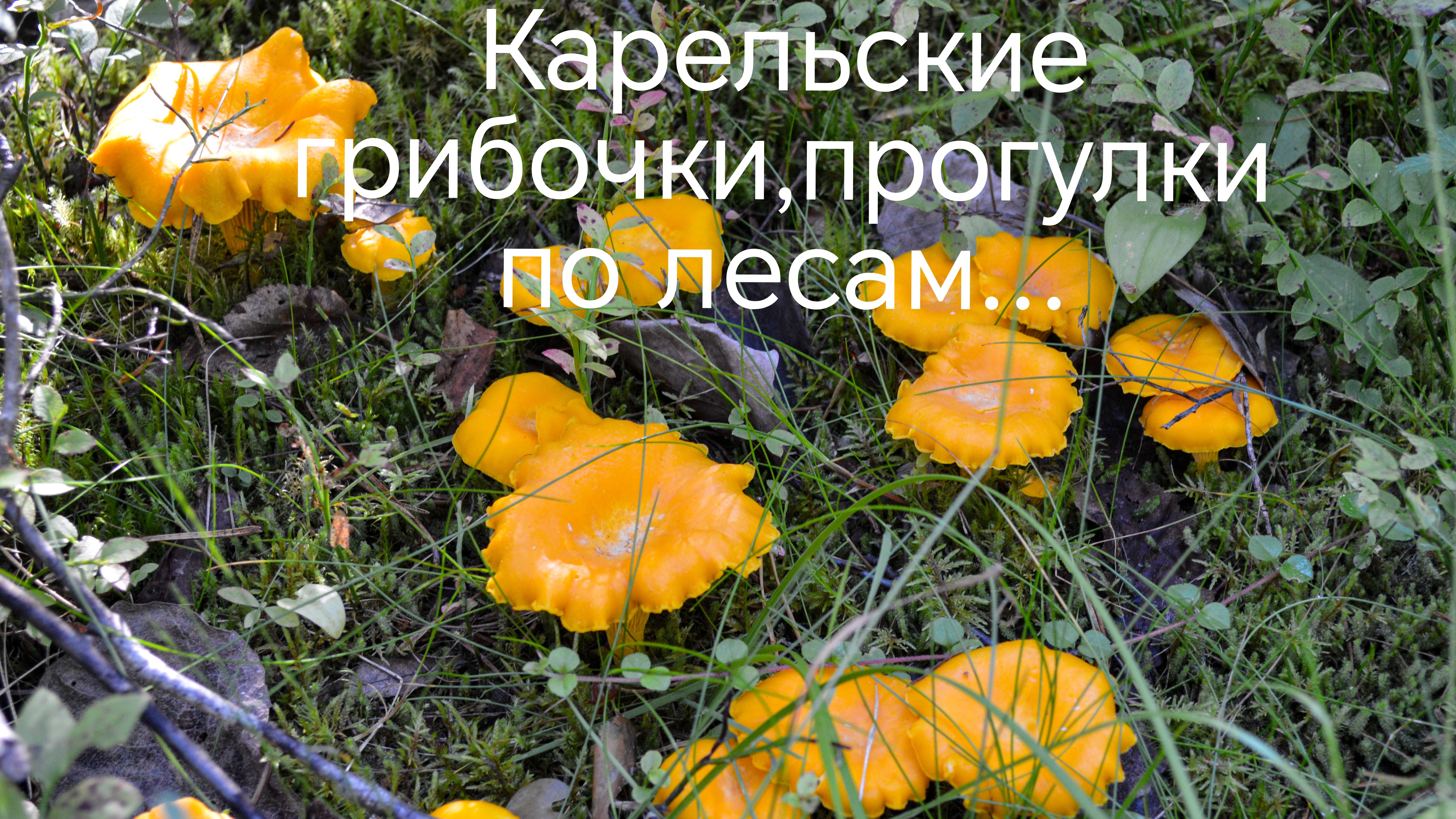 Карельские грибочки. Прогулки по лесам. Отпуск в августе.