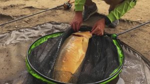 "ВСЕГДА С УЛОВОМ" Ловля огромных карпов на флэт.