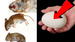 Как избавиться от мышей и крыс навсегда За 1 минуту!!!!!САМЫЕ ЛУЧШИЕ СПОСОБЫ В МИРЕ.!!!