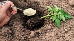 Киньте в лунку при посадке Томатов они сразу пойдут в рост и дадут большой урожай не будут болеть!