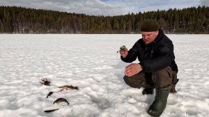 СОБАКА ПОТЕРЯЛАСЬ В ЛЕСУ. РЫБАЛКА ПОШЛА НЕ ПО ПЛАНУ. ЗАЕХАЛИ НА ИЗБУ С НОЧЁВКОЙ. РЫБАЛКА НА ОЗЕРЕ