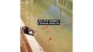 Наглые рыбы