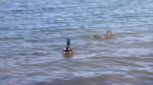 Доброе утро, СКГА