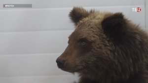 Истощенного медвежонка спасли в Иркутске