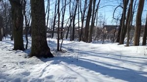 Кормушка и птицы