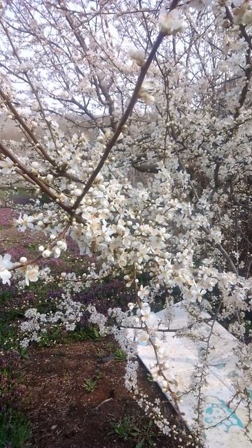 Алыча зацвела