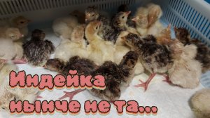 Провал с индейкой / Опять без газа!!! Вместо газа в трубе - вода.