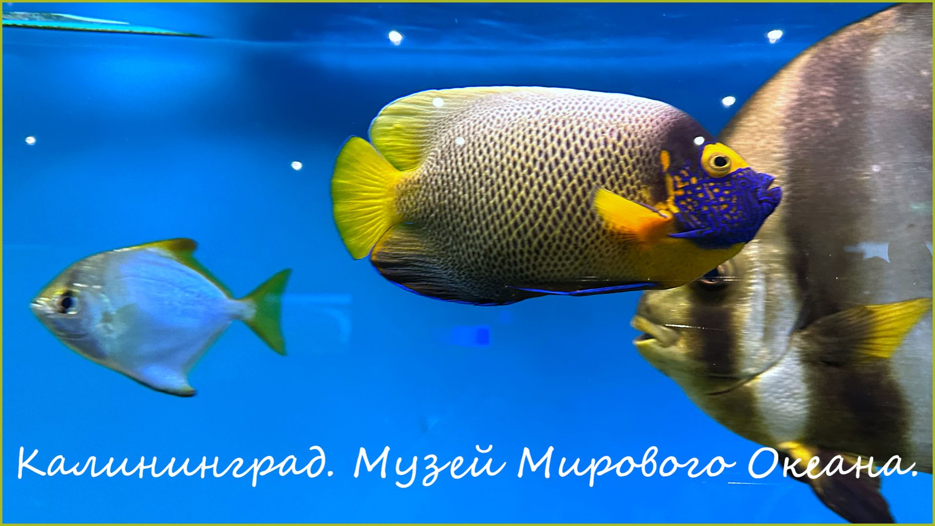 Калининград. Музей Мирового Океана. Рыбы.