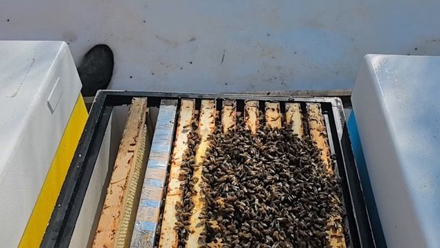 Конец зимовки F1 от B9(DSA)23