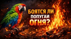 БОЯТСЯ ЛИ ПОПУГАИ ОГНЯ?