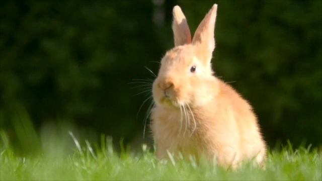 U5.5 The UK and Ukraine Culture Beehive 1