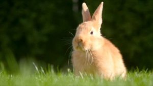 U5.5 The UK and Ukraine Culture Beehive 1