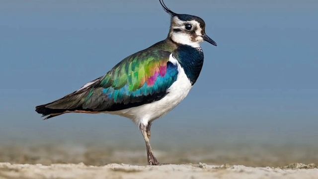 Голос Чибиса/релакс для отдыха и души