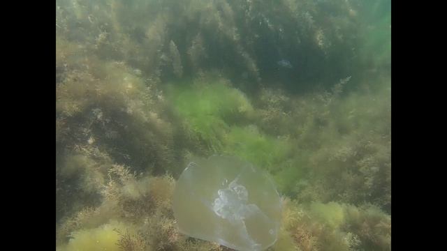 Подводная съемка в Чёрном море. Красавица медуза Аурелия