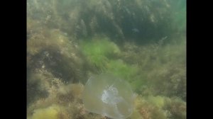 Подводная съемка в Чёрном море. Красавица медуза Аурелия