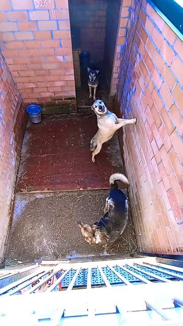 "Хорошо ли тебе видно???" ❥ Приют в Малинках #приютдляживотных