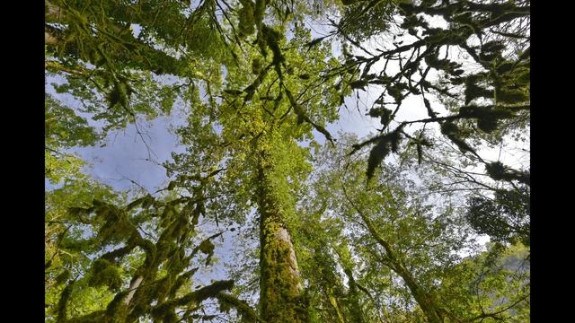 Тиссо-Самшитовая роща  15.10.2018