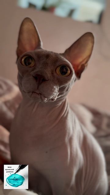 🐾А у вас какая модель будильника? #доброеутро #жизньнаморе #жизнь #кошки #милота #сфинкс #мурмур