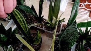 Выставка в Краснодаре 21 марта. ДК ж/д, часть 2.