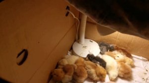 цыплята спят (монтаж)