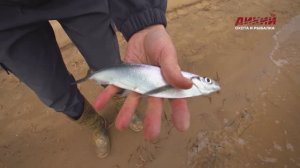 Чехонь. На донку с резинкой.