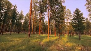 Золотой портал Юпитера открыт. Скажите это 26 марта.