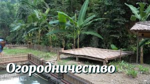 Сбор урожая длинных кабачков отправляется на продажу на рынок | огородничество