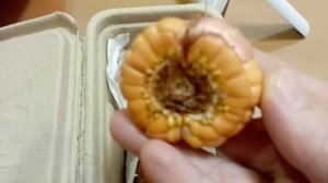 ГЛАДИОЛУСЫ ПОСЛЕ ХРАНЕНИЯ/ОБЗОР