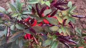 Чудо-перец для клумбы и балкона!